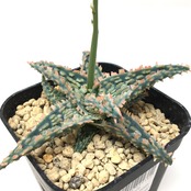 アロエ ハイブリッド【722】