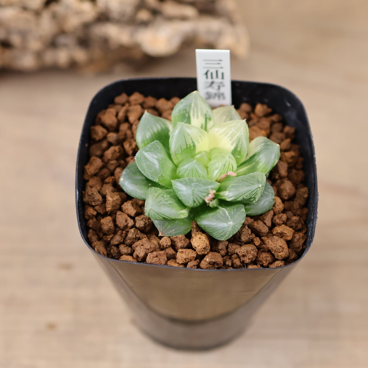 635『ハオルチア 三仙寿錦』観葉植物【送料無料】 | MARX PLANTS