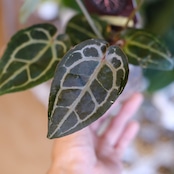 【希少】Anthurium 'Michelle' by DocBlock / アンスリウム・ミシェル② / 観葉植物<育て方・花言葉>