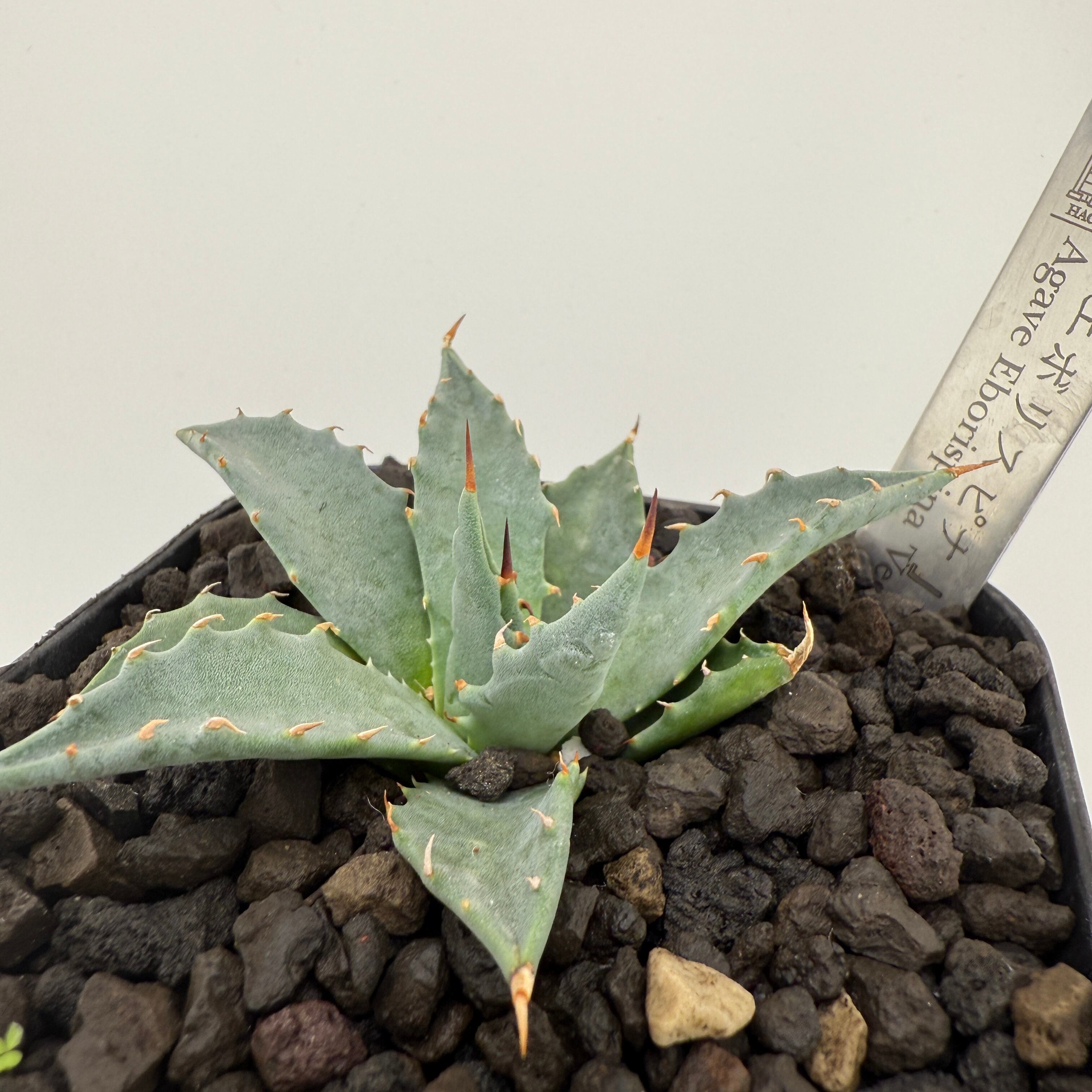 本物品質の Agave 極太連 短葉 eborispina utahensis 現品Agave M*3様