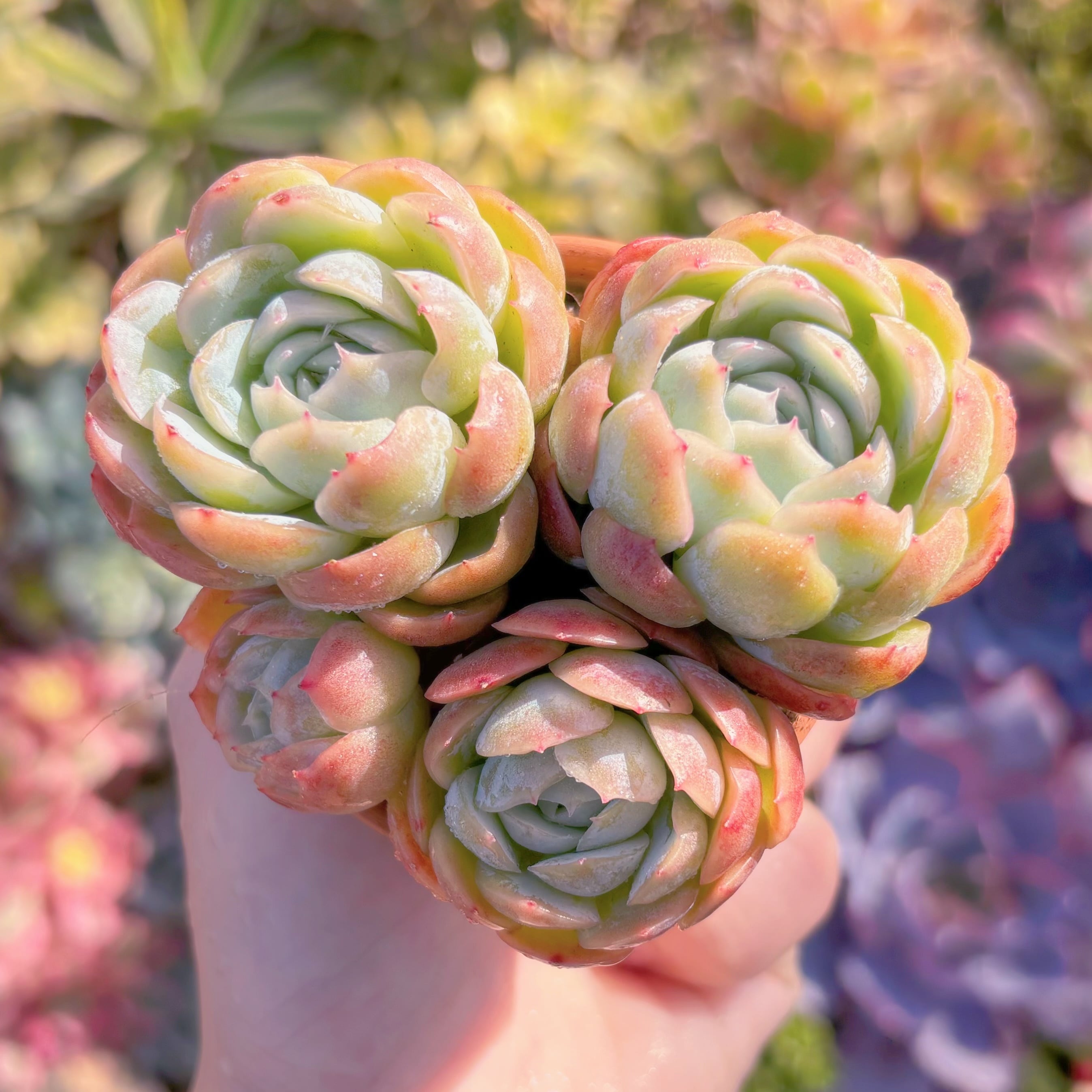 現品　クリームベリー#B11   新入荷　るる農園