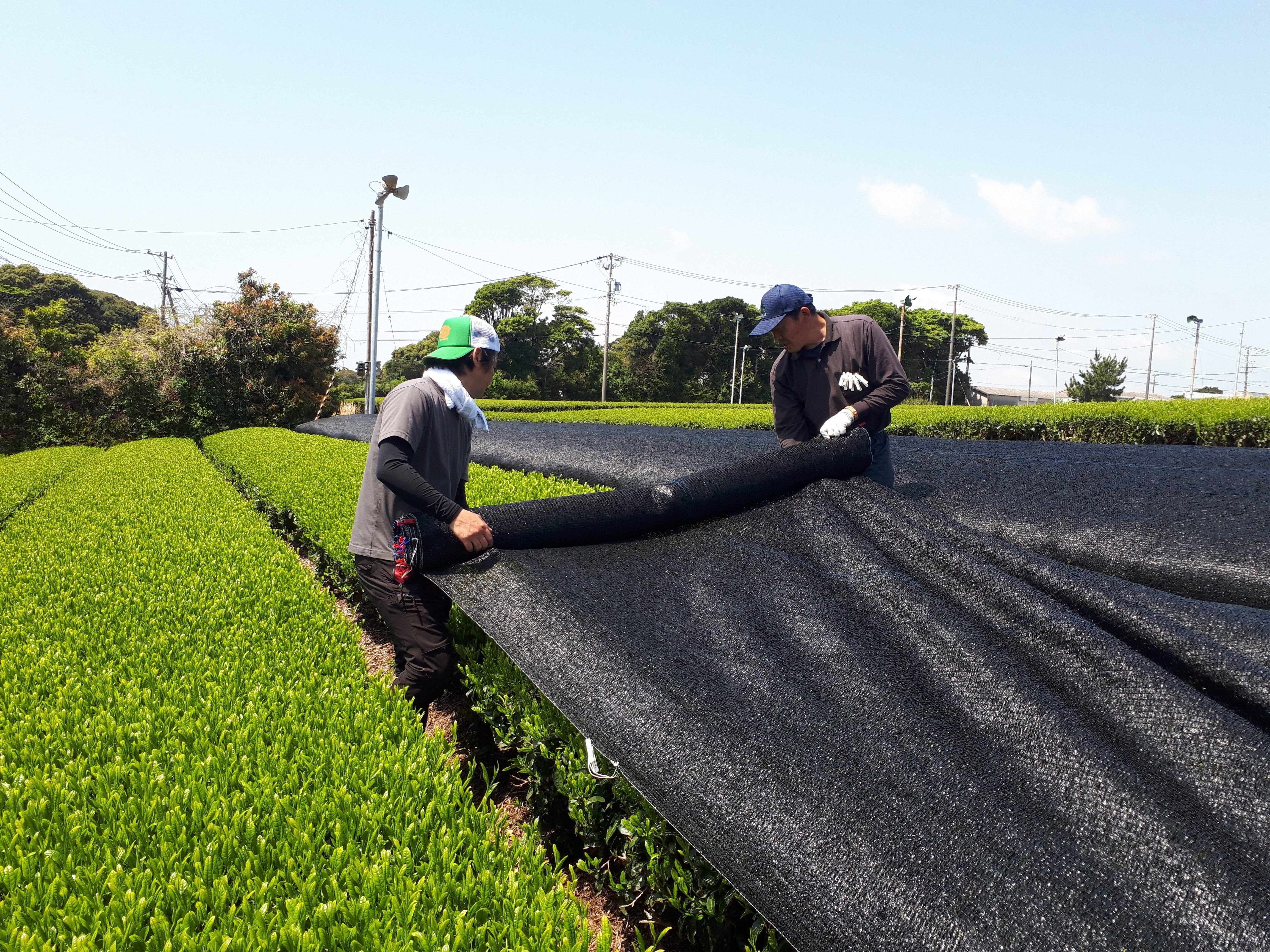 さえみどりティーパック | 自園自製深蒸銘茶たかつか園