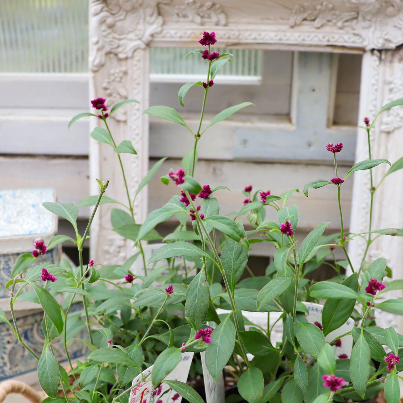 アルテルナンテラ 千紅花火（センコウハナビ）｜線香花火のよう
