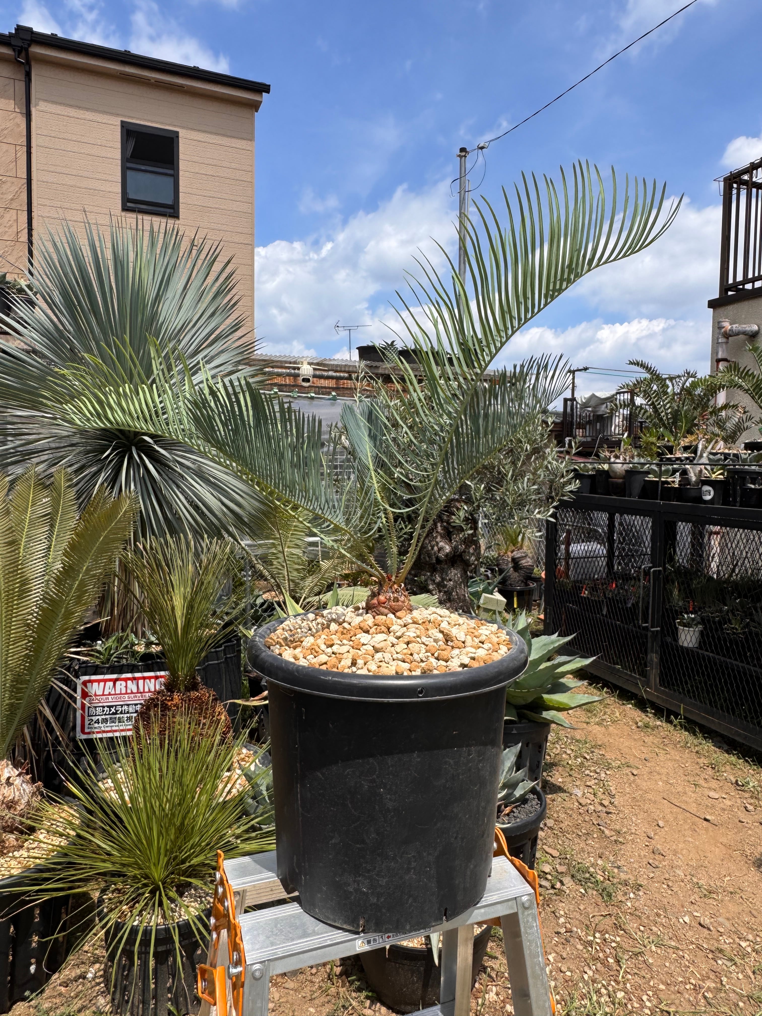 Cycas cairnsiana サイカスカイルンシアナ | H A C H I I C H I