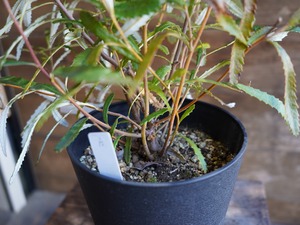 【現物】バンクシア　”オブロンギフォリア”　A