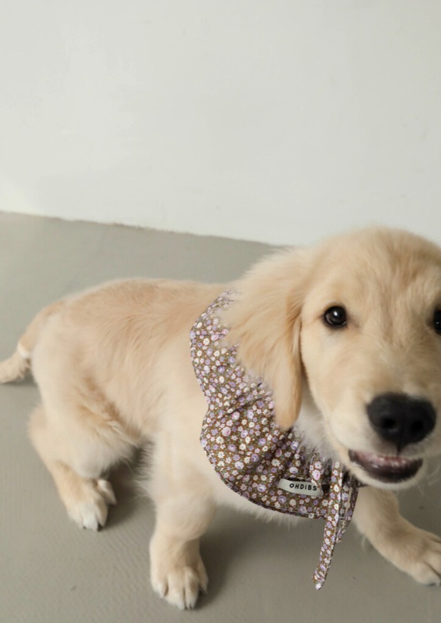 〈即納アイテム〉OHDIBS / Denim Cotton Cape