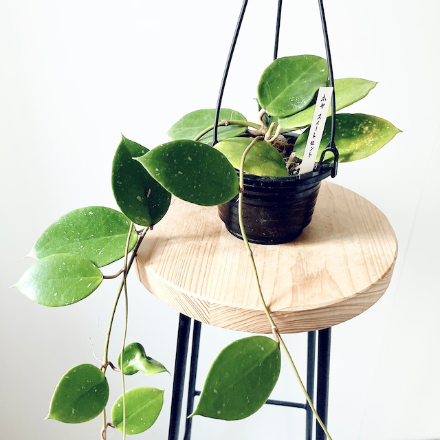 《希少》ホヤ スイートセント ハンギング 観葉植物 calm cafe