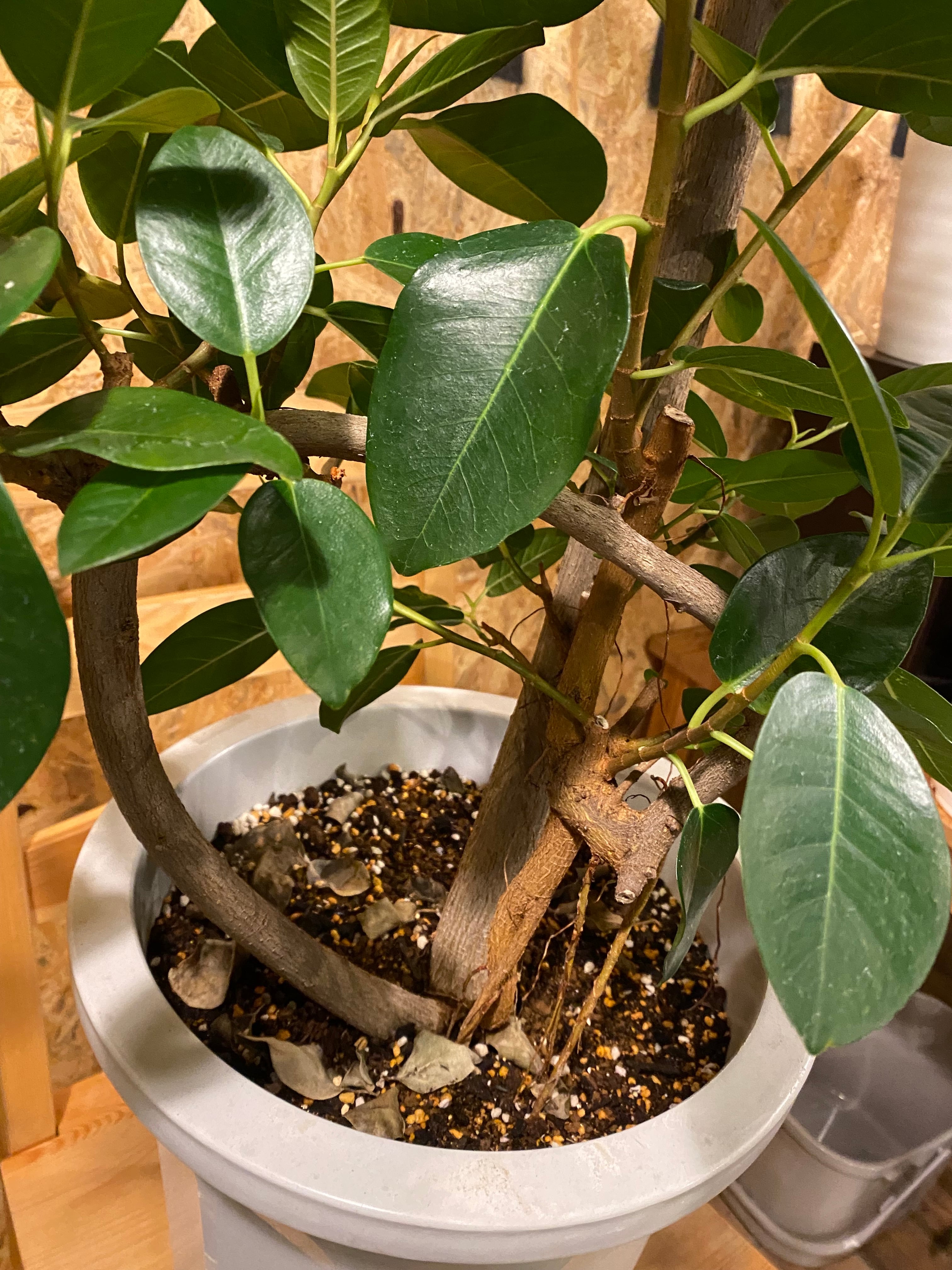 フランスゴム 大型 H158cm W50cm 口径約 27cm | Garden Varejo