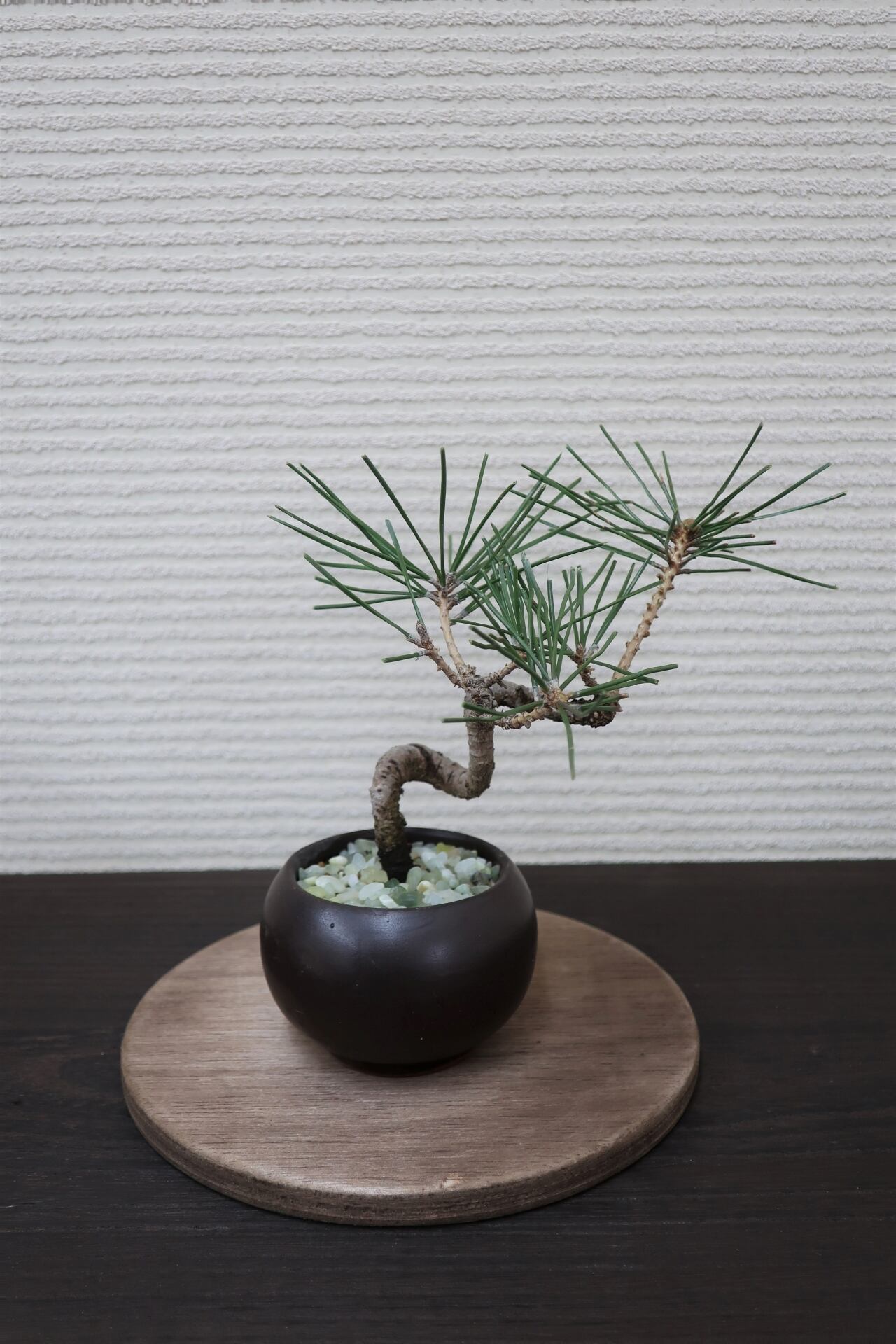 黒松 B 0232 かじゅある盆栽 株式会社ベストワーク