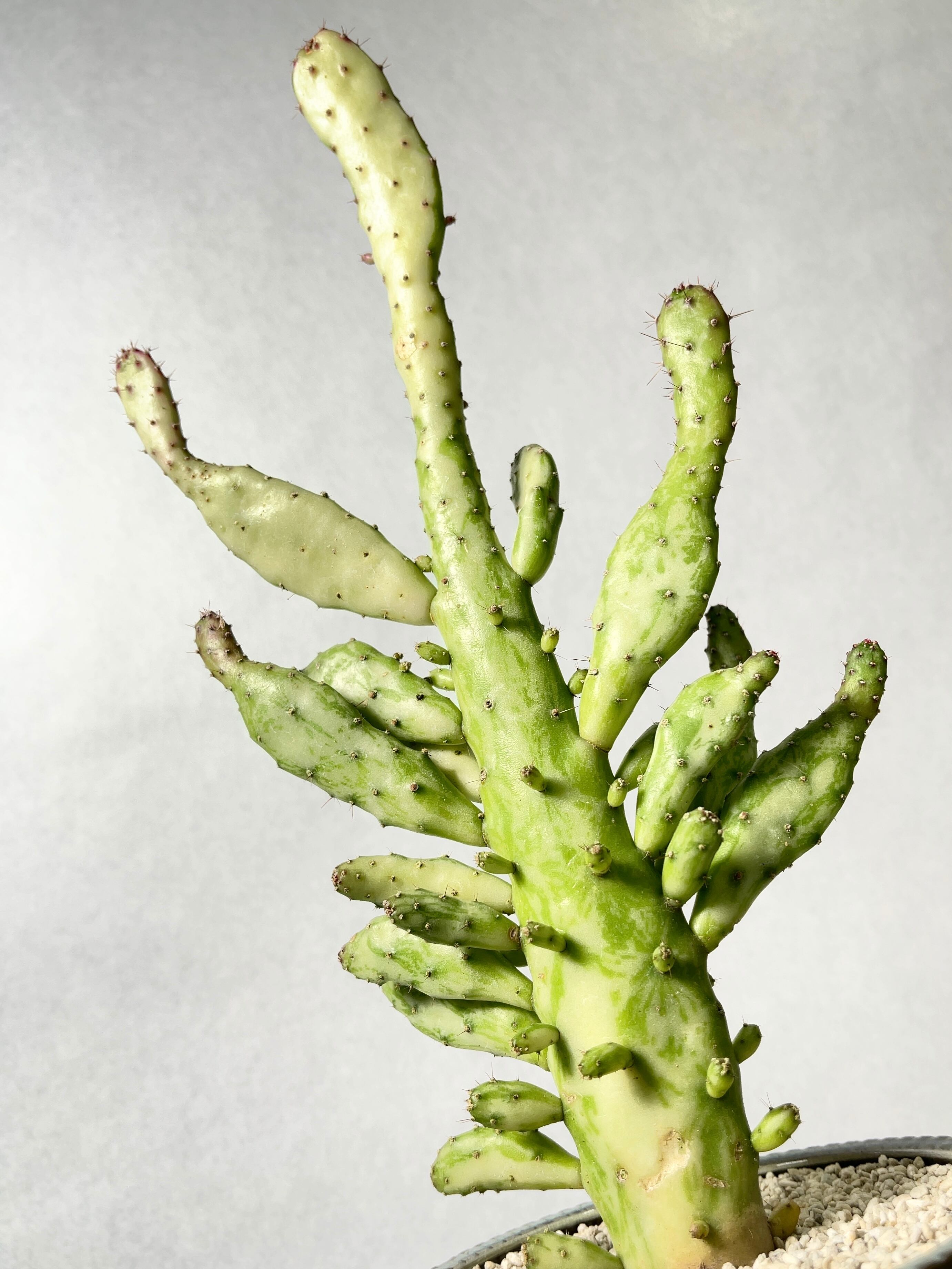 オプンチア・マーブル | trigger