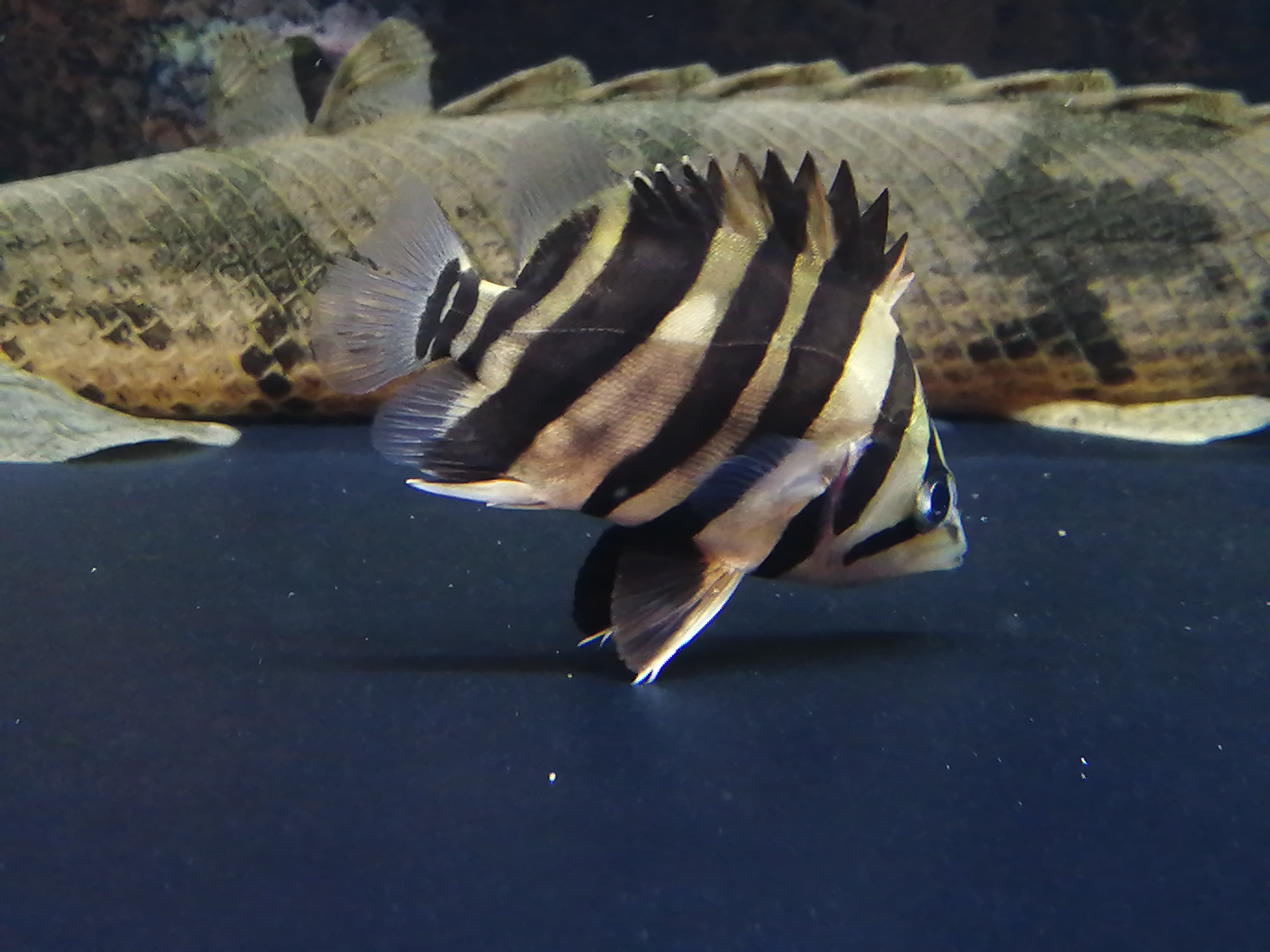 (予約者様用) ダトニオプラスワン(ボルネオ) ±8㎝ | アロワナ等の大型魚・熱帯魚のオンライン販売店 AROHOLIC(アロホリック) (予約者様用) ダトニオプラスワン(ボルネオ) ±8㎝ | アロワナ等の大型魚・熱帯魚のオンライン販売店 AROHOLIC(アロホリック)