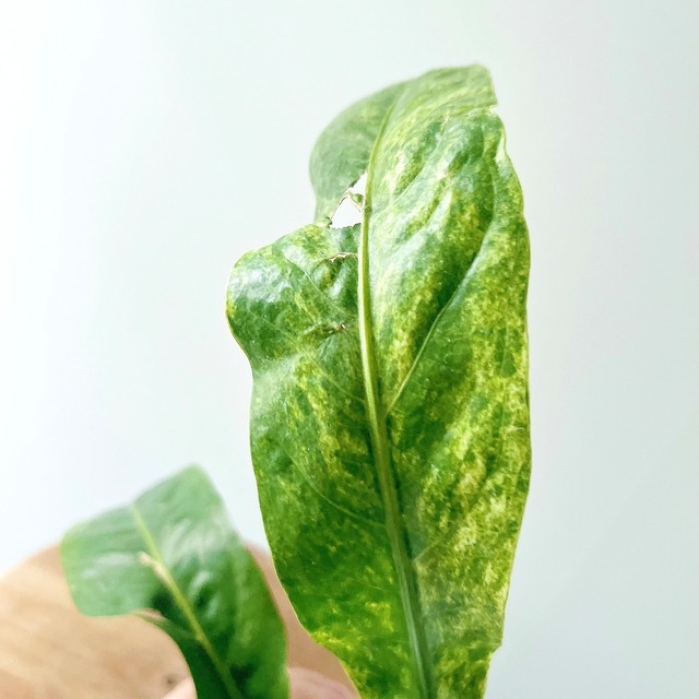 アンスリウム フーケリー 斑入り 観葉植物 calm cafe