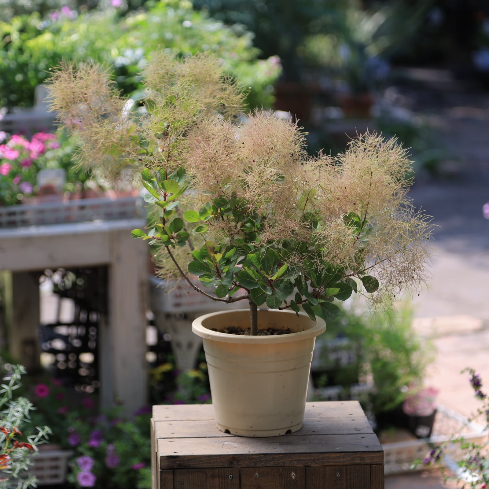 スモークツリー大苗 希少な生産者のけむりの木 お色は新芽の葉の色で