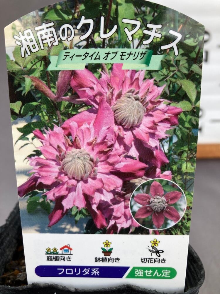 クレマチス・ティータイム オブ モナリザ 3.5号 | 日本ライン花木センター