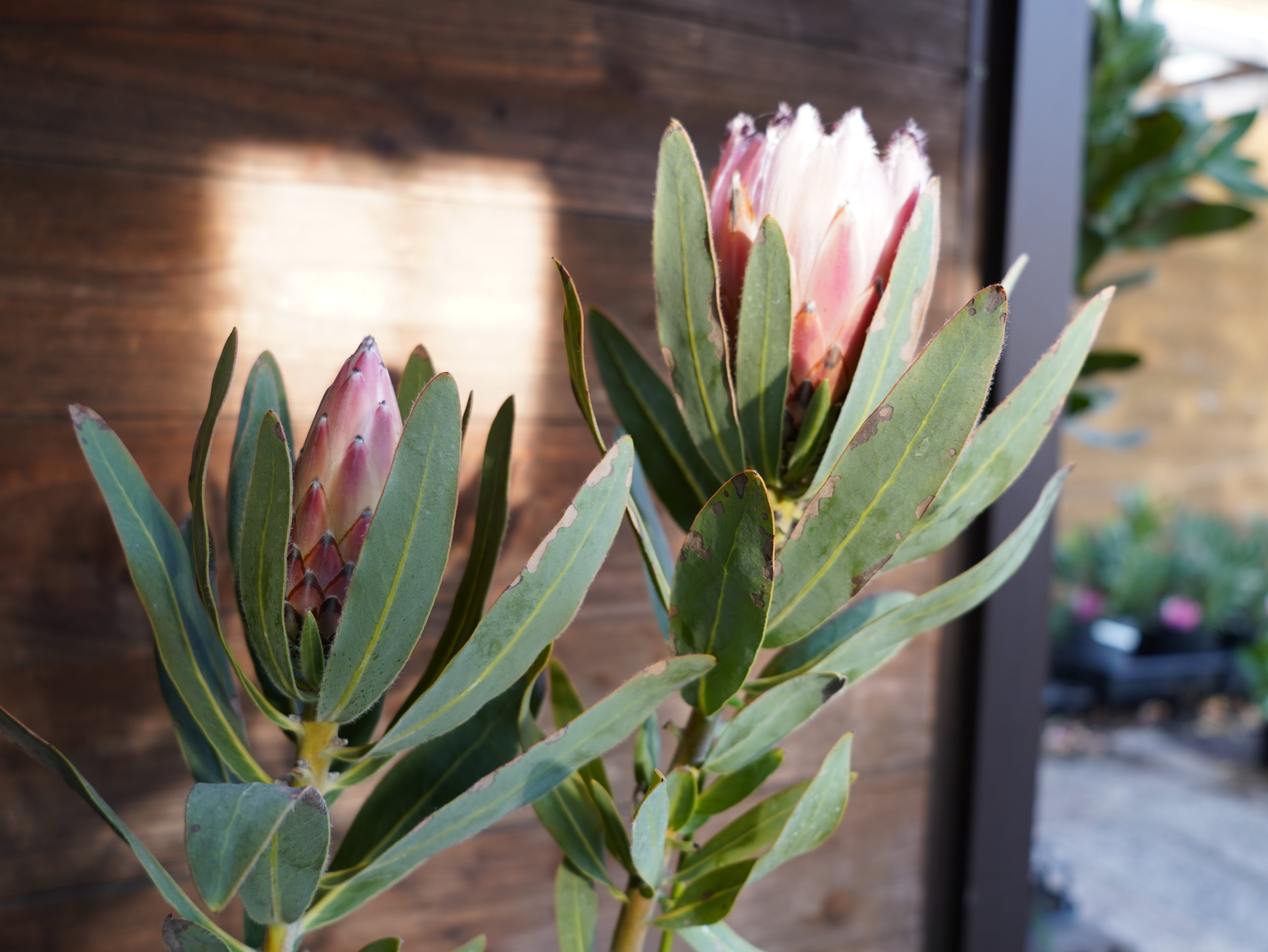 【現物】プロテア ”オーストラリスピンク” C