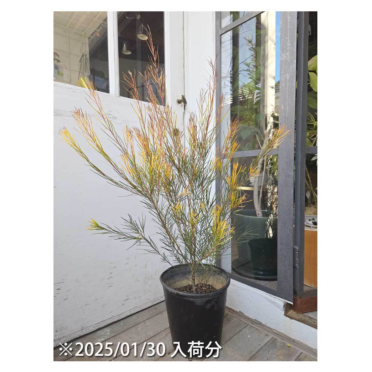 Acacia Phoenix Gold | Seeding