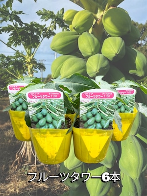 「フルーツタワー6本セット」青パパイヤ苗