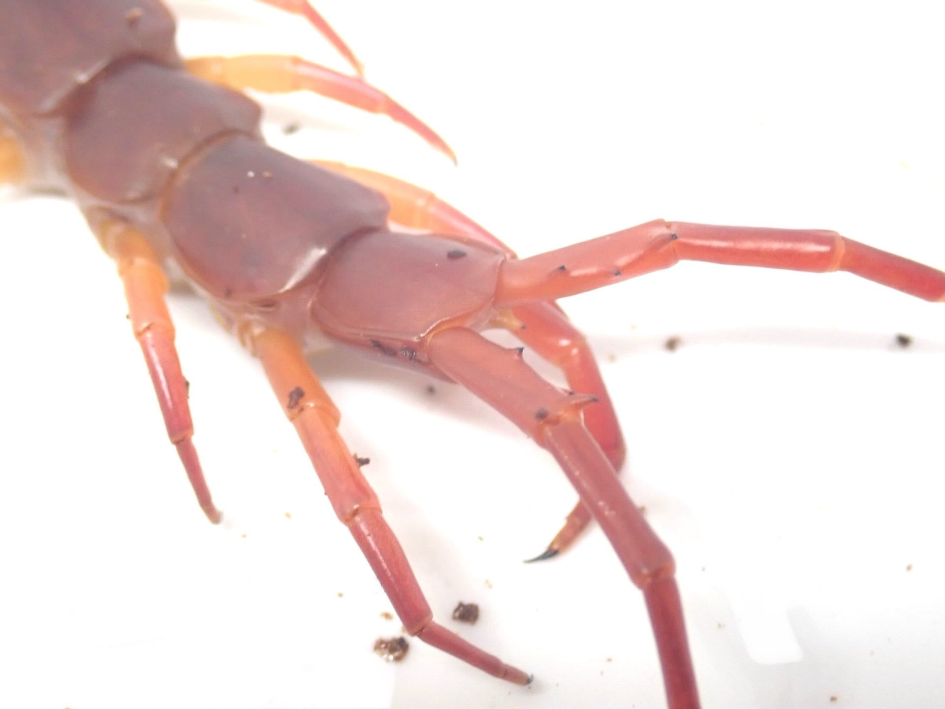 タイ チェンマイ産 オオムカデ