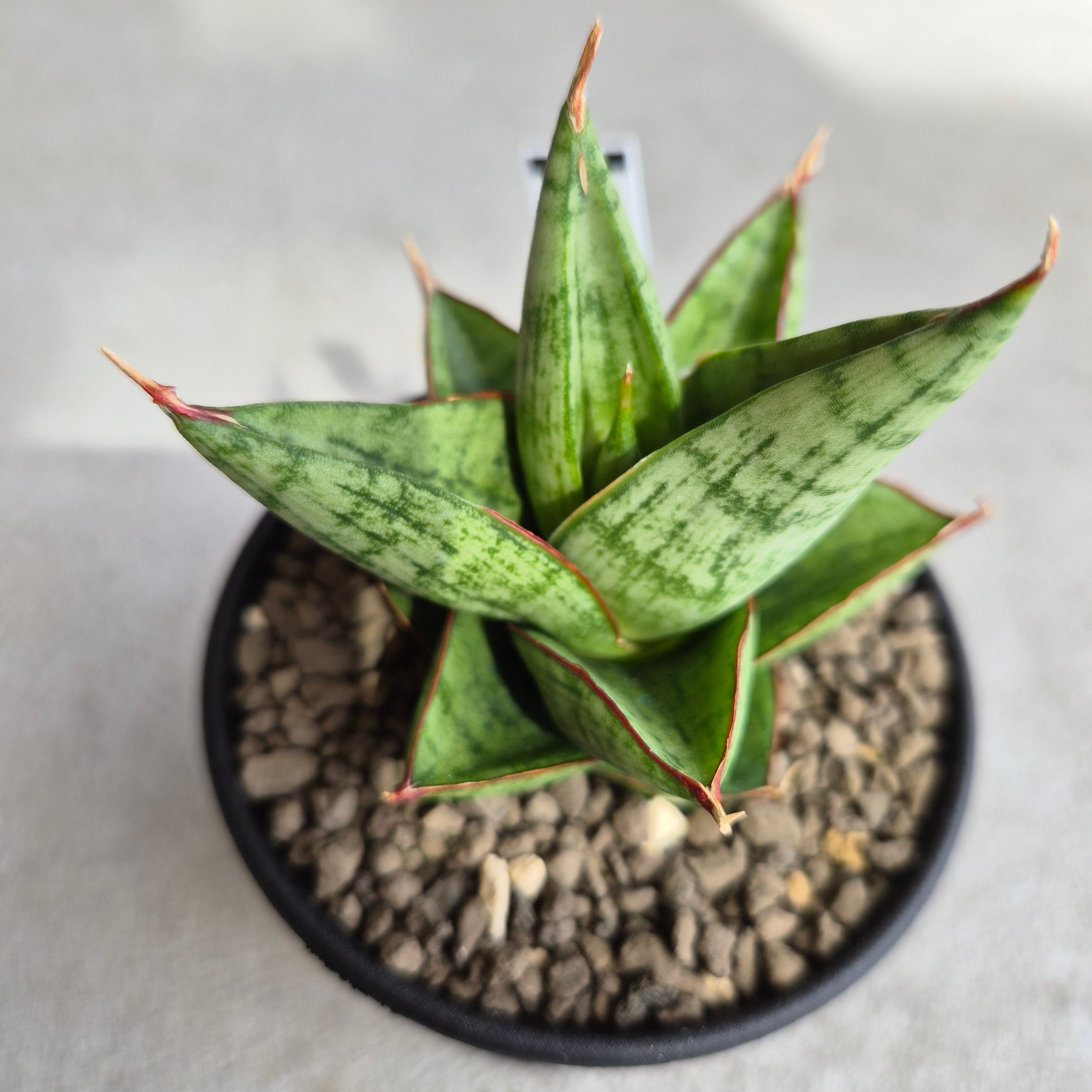 サンスベリア・ジュレハ（Sansevieria Juleha） | Plants Baka
