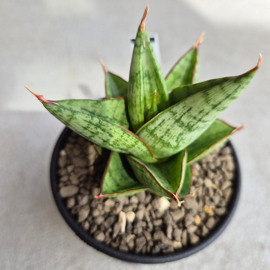 サンスベリア・ジュレハ（Sansevieria Juleha） | PAY ID