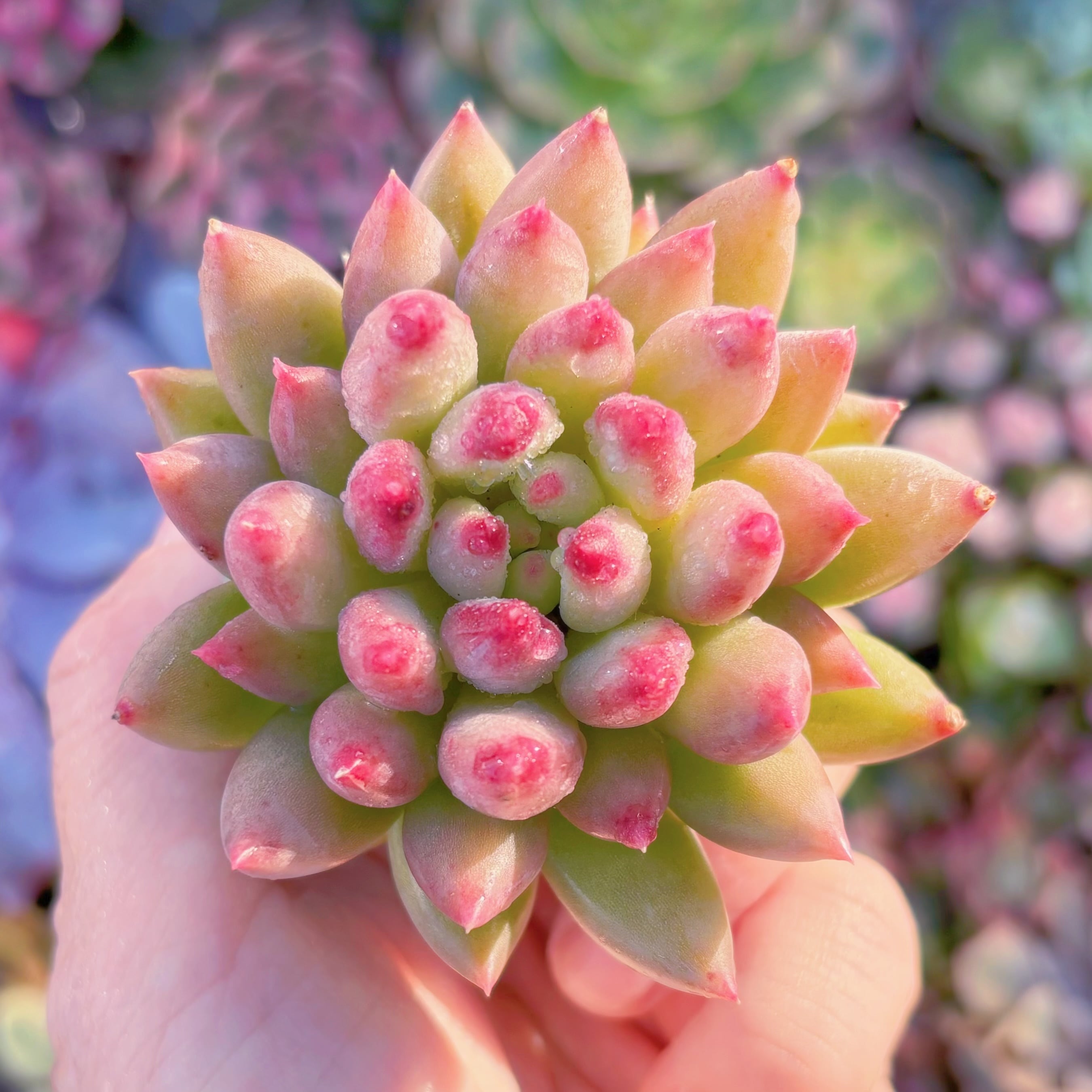 多肉植物　虞美人(ぐびじん)　新入荷　るる農園