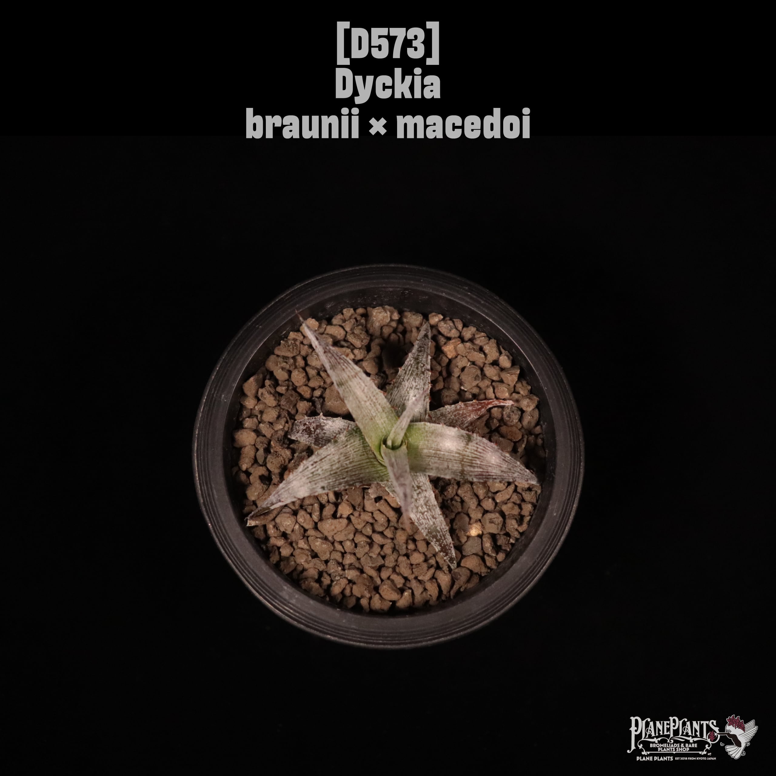 Dyckia | plane plants