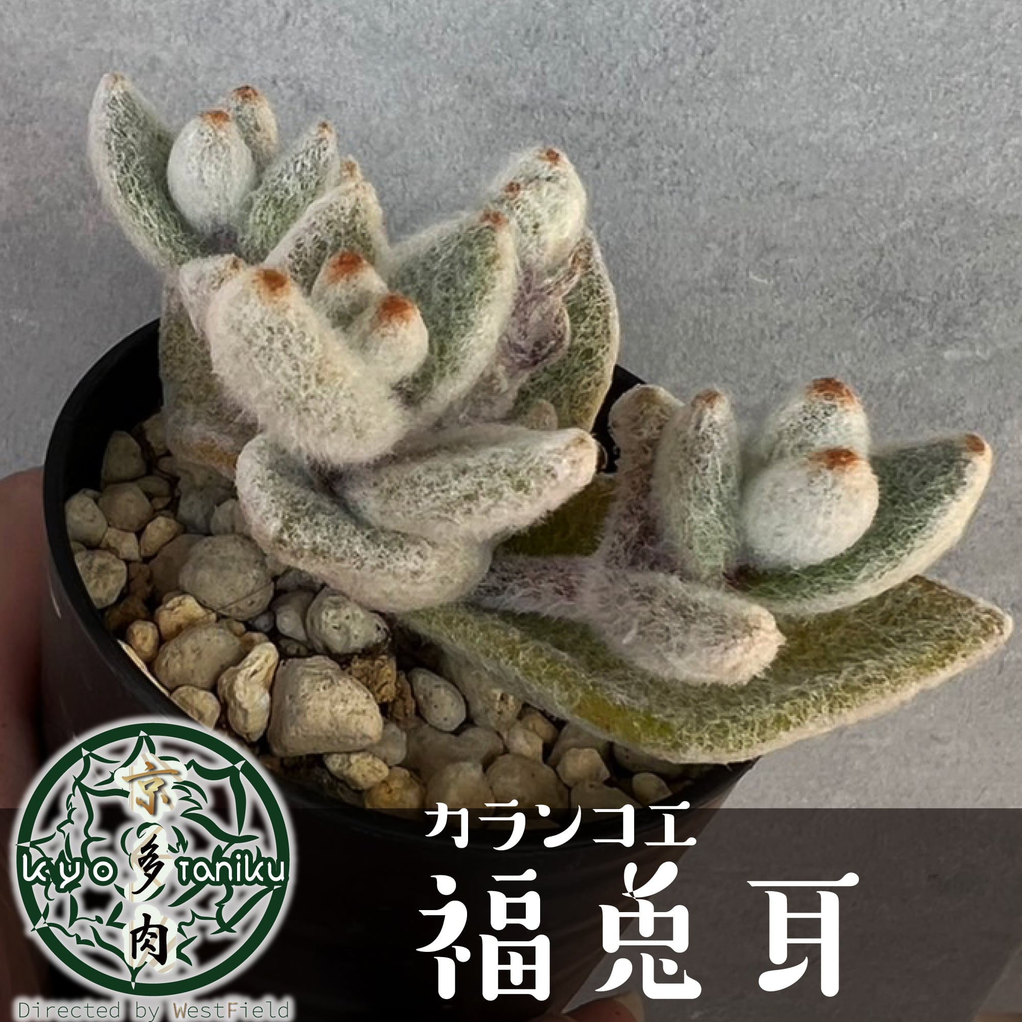 良苗】アガベ カリフォルニア チタノタ スナグルトゥース 親株 良苗】アガベ カリフォルニア チタノタ スナグルトゥース 親株