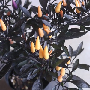 トウガラシ　パープルファントム　観賞用｜新色＊寄せ植えを華やかにするカラーリーフ