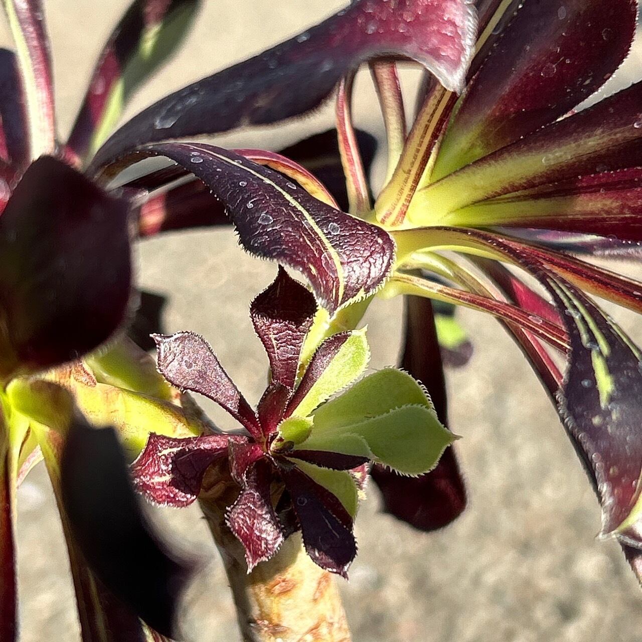植物アエオニウム錦❤️voodooのbigbang❤️ アエオニウム 'ビッグバン' – Surreal Succulents