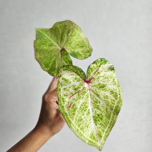 ④《Caladium Hybrid 》カラジウム ハイブリッド 観葉植物 葉色 アロイド