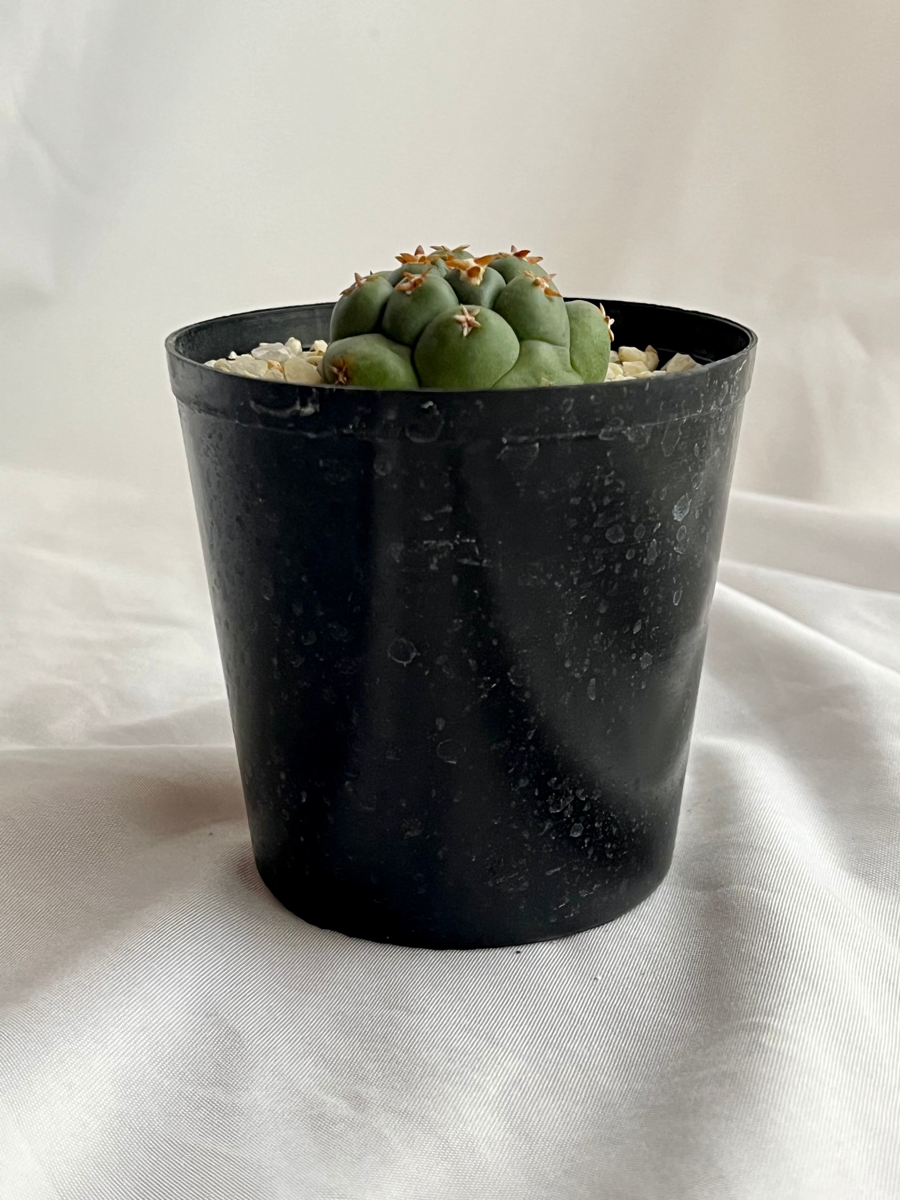 【希少】コリファンタ象牙丸 棘無し 国内実生 塊根植物 サボテン 刺無し象牙丸 (B06-CH)：コリファンタ属 | 万緑 BAN RYOKU