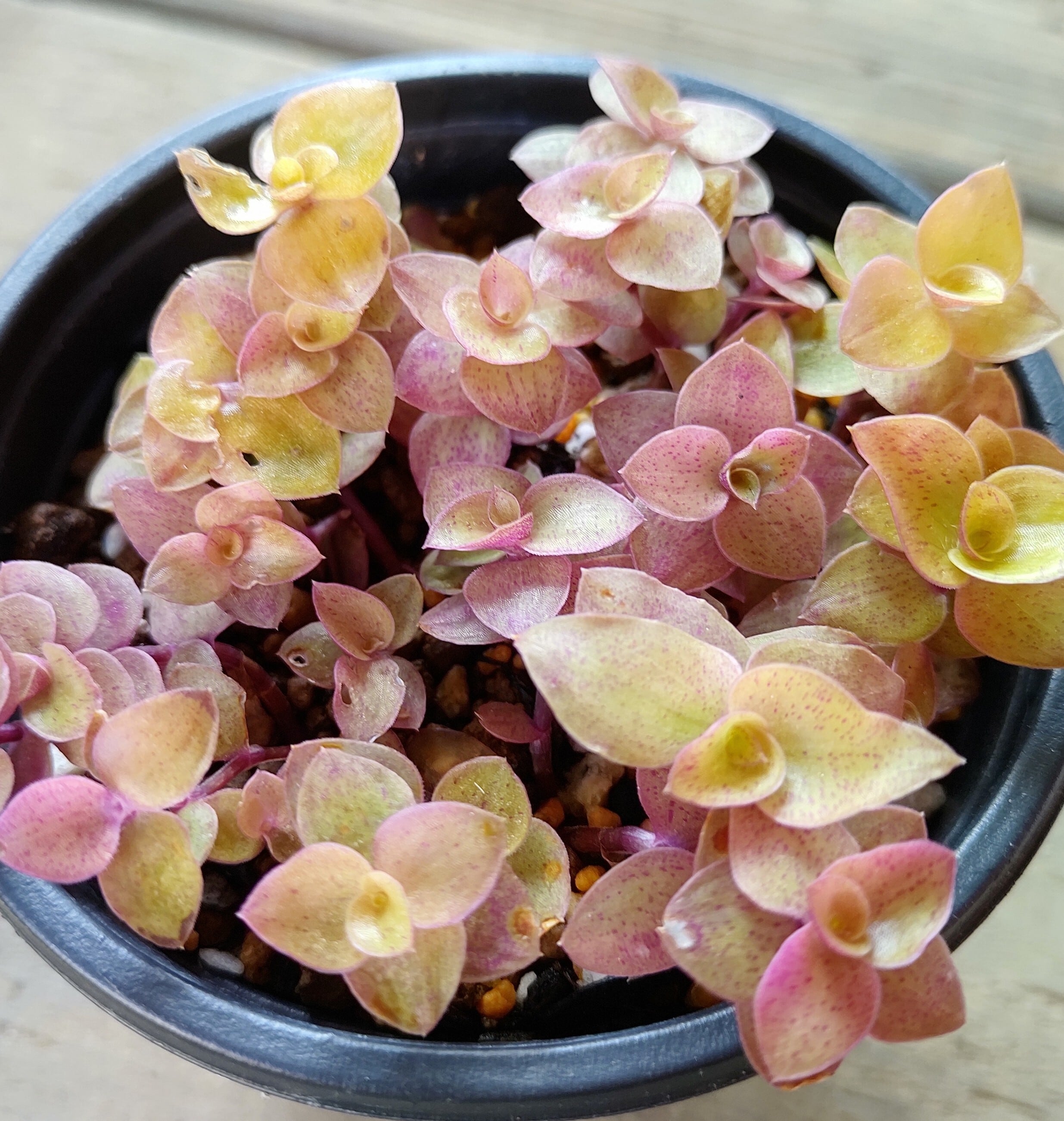 桜色カリシア | RuPo 多肉植物専門店