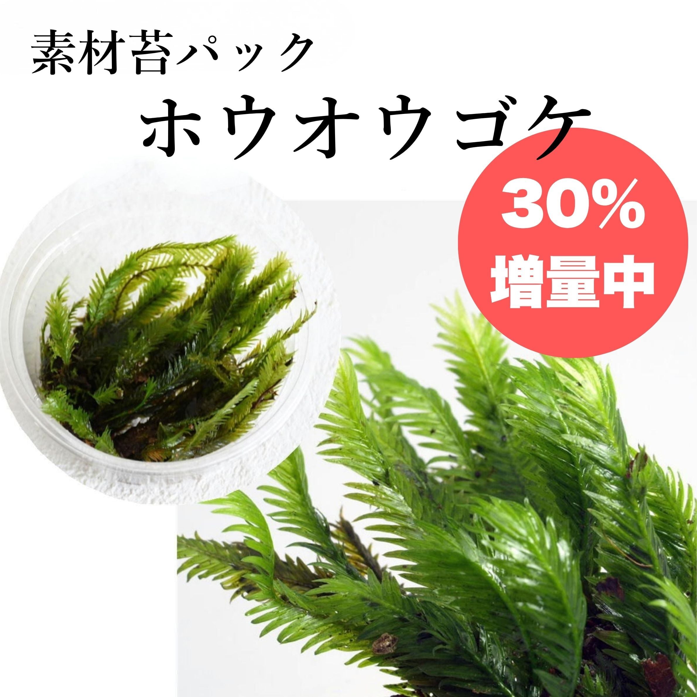 素材苔パック | 苔テラリウム専門ショップ道草