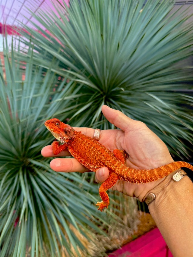 フトアゴヒゲトカゲ・レッドモンスター・ダークレッド♀（国内CB）