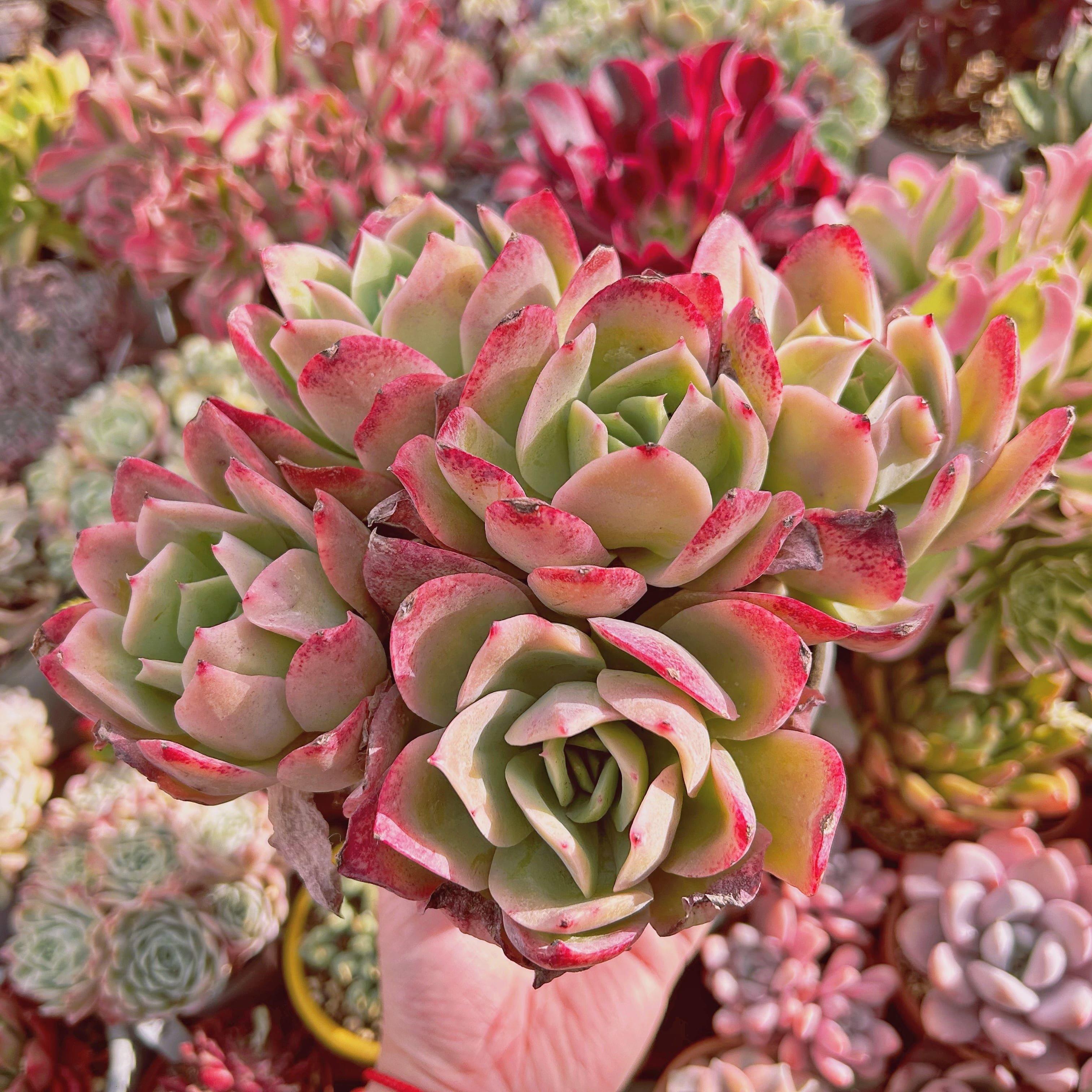 現物　多肉植物　Echeveria   ジョイ　特特大群生