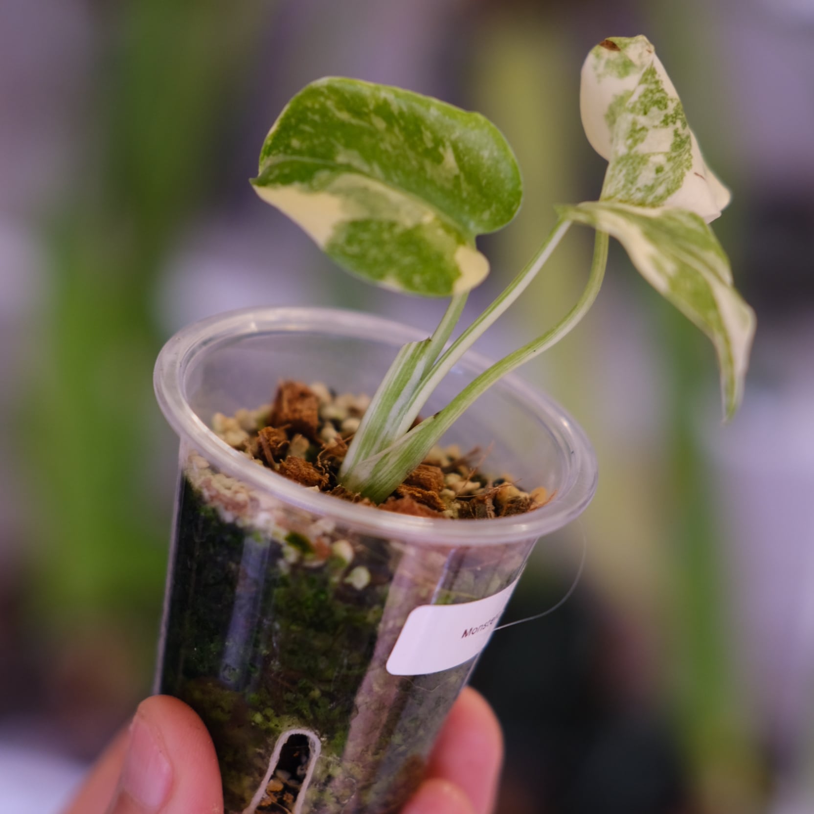 リアル モンステラ レガシー モンステラ・レガシー│Monstera deliciosa 'Legacy'⑩│観葉植物