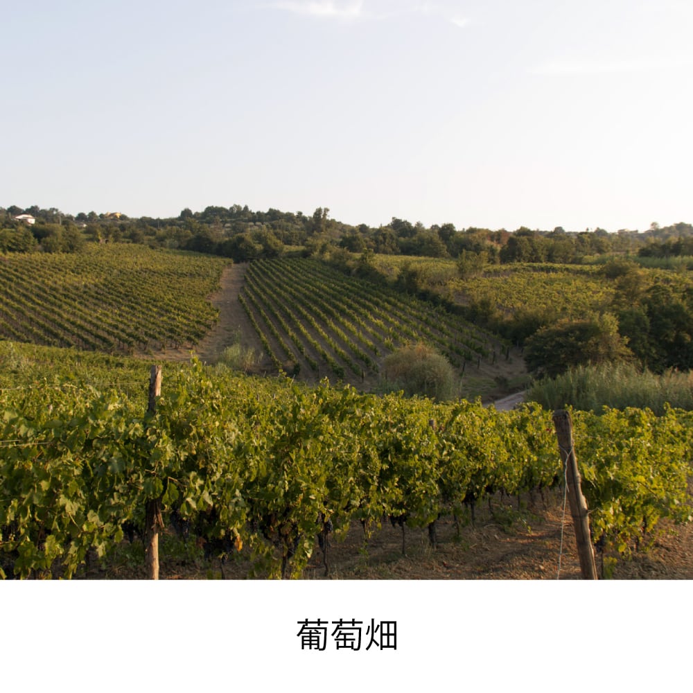 カンティーナ・ディ・ソロパーカ サンニオ・アリアニコ・ブラック