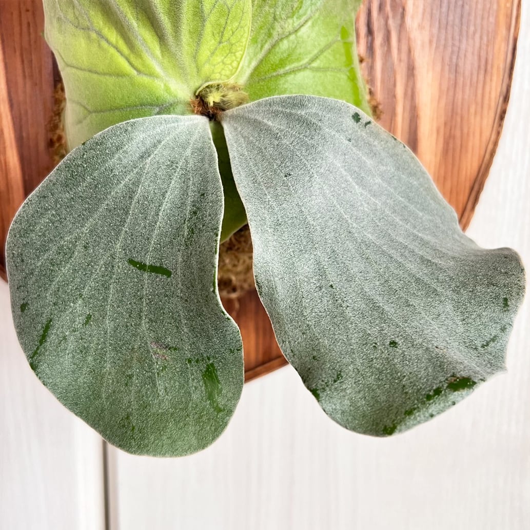 ビカクシダ エレファントティス 中株 板付 【観葉植物 壁掛け コウモリ