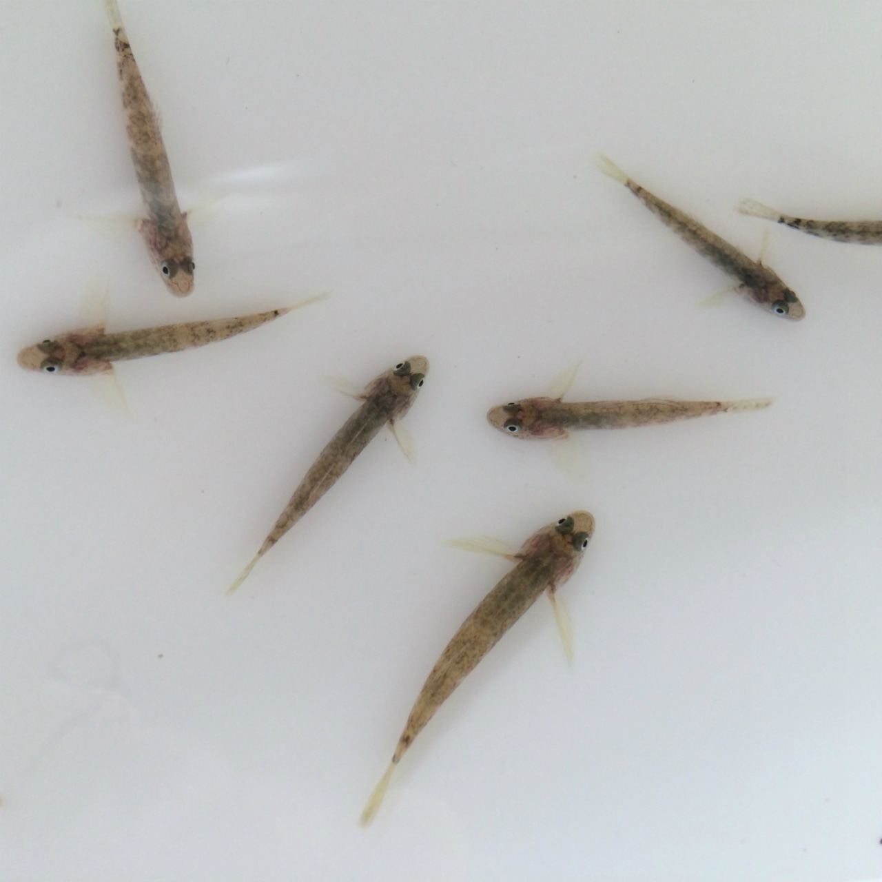 ※セット販売※　（淡水魚）ヨシノボリ（種類混合）新仔　1cm±　（3匹）【生体】