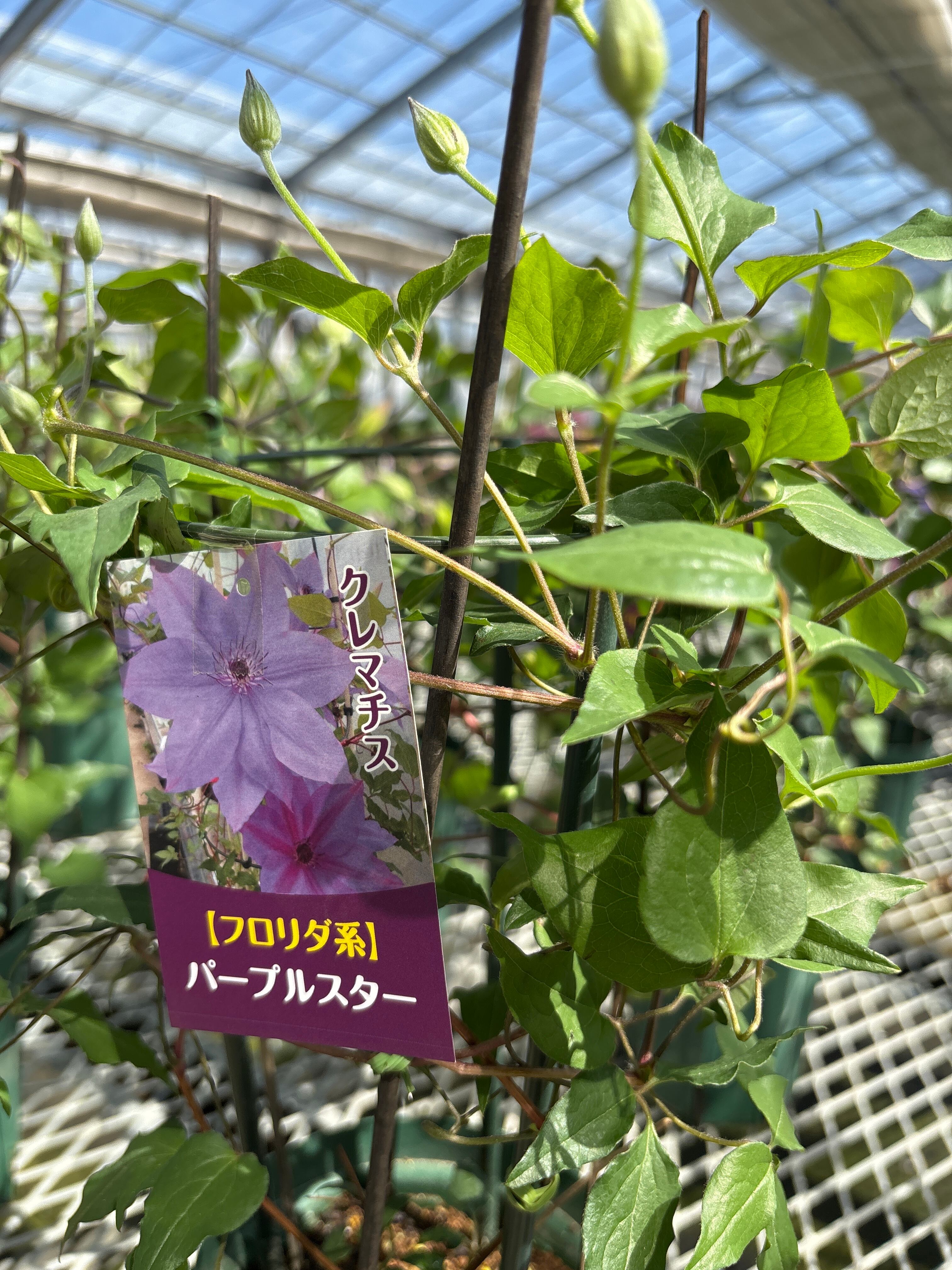 クレマチス『パープルスター』4寸 3年株 蕾あり | flowerbiz