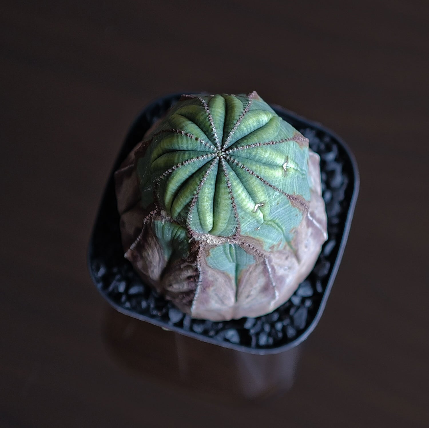 RETAKE メス株 超大株 8.1cm 木質化 美模様 捻じれ マウンテン オベサ