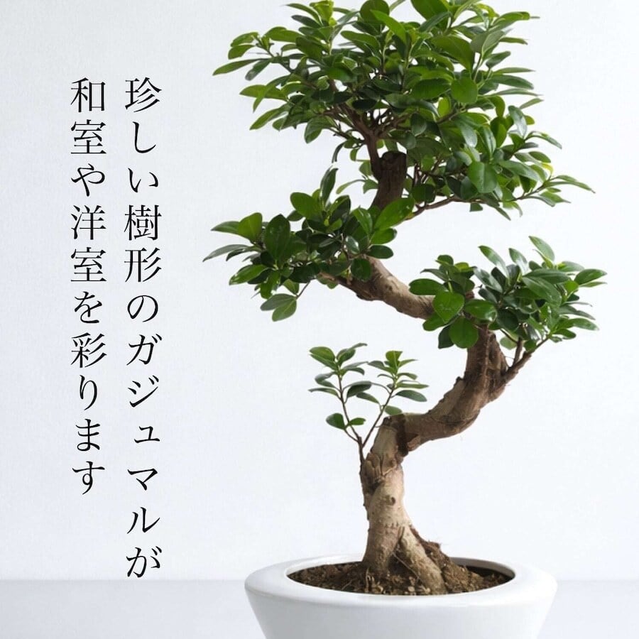 お洒落で珍しい樹形のS字ガジュマル 7号 （高級平鉢陶器