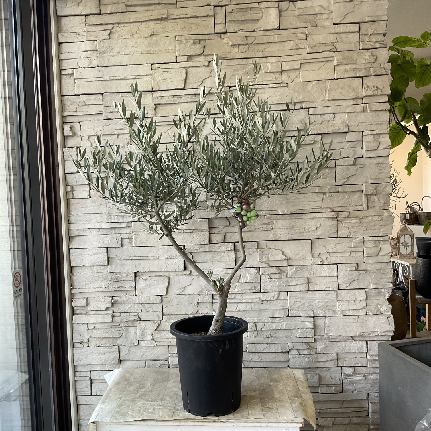 送料無料】ユーカリ ポポラス 8寸鉢 | 橋本種苗園