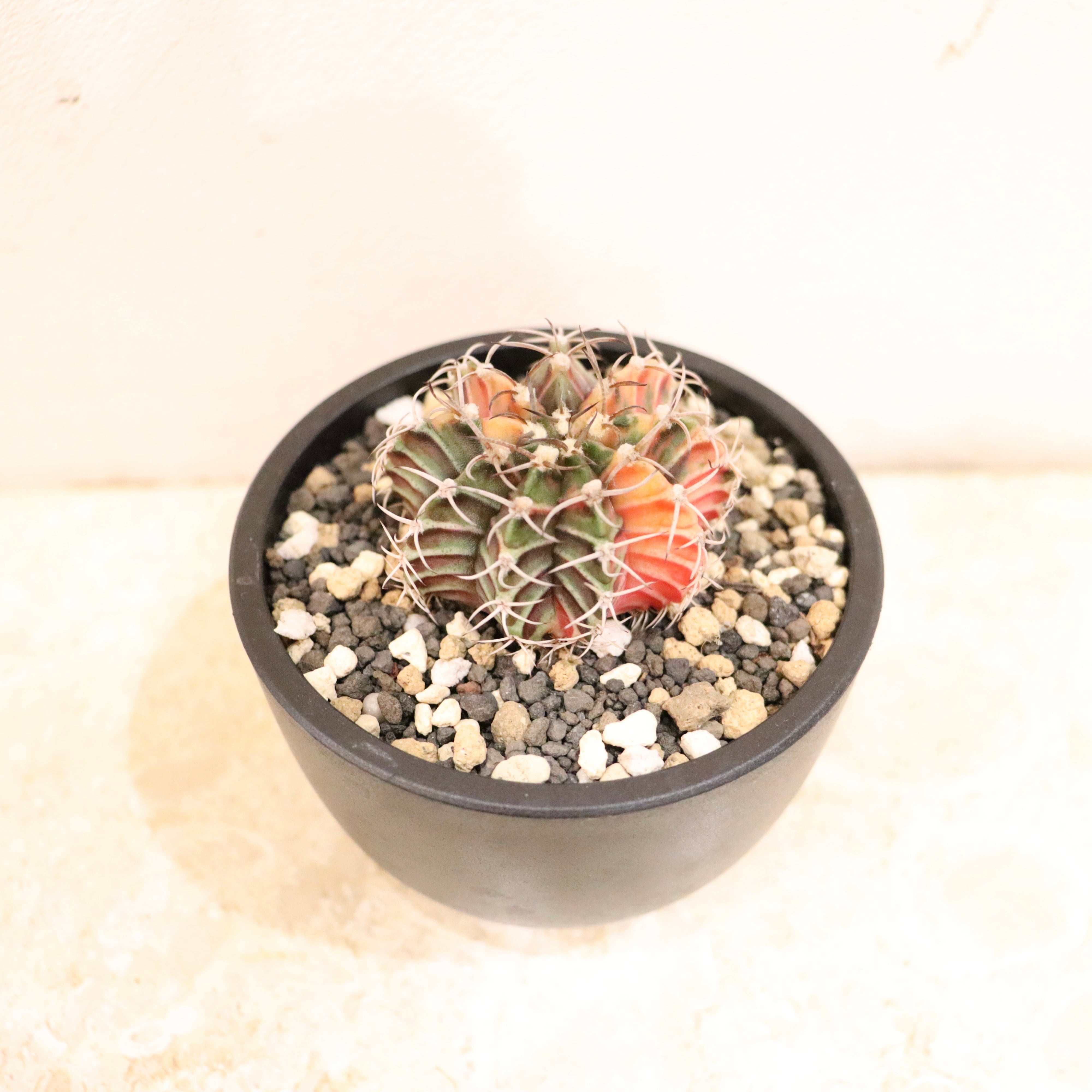 緋牡丹錦（ひぼたんにしき）｜観葉植物（屋内推奨） | GREENS FOR GOOD