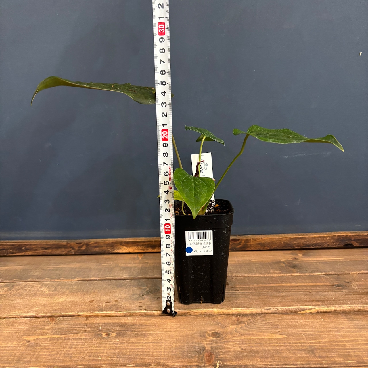 アンスリウム クイーンオブハート【1022】