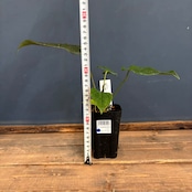 アンスリウム クイーンオブハート【1022】