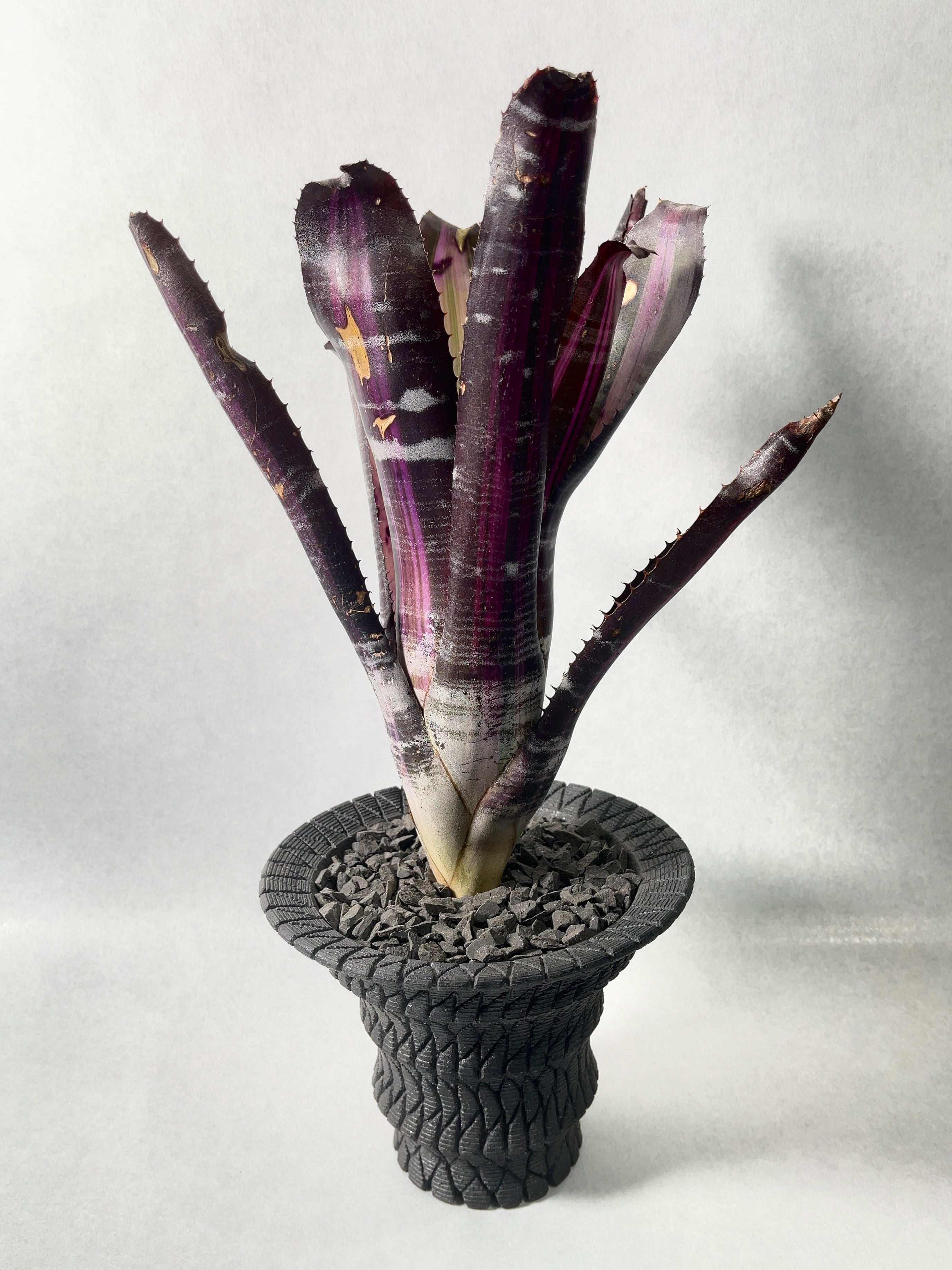 エクメア・ロベルトメネスカル | trigger