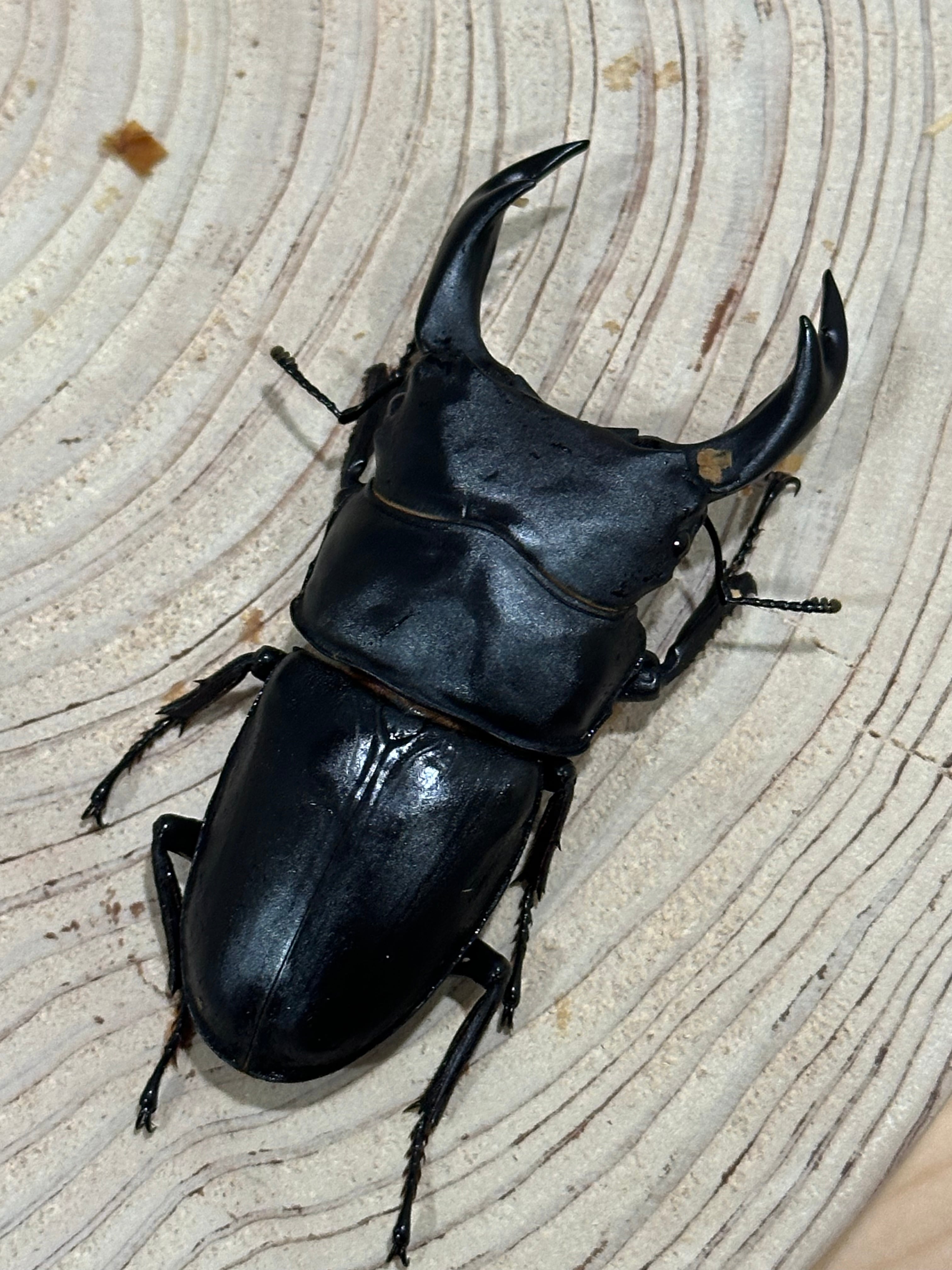 能勢SR血統♀55.5mm単品