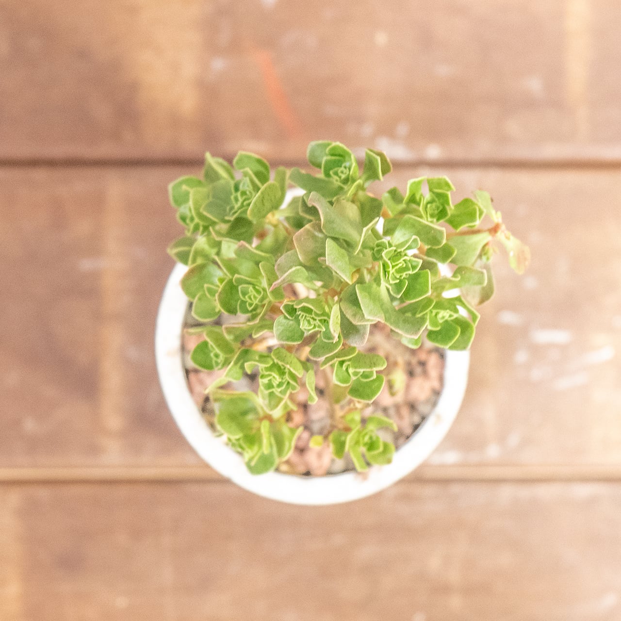 アエオニウム・チョコチップ|幹立ち姿が可愛いミニツリーのような多肉【手作りモルタル鉢仕立て】