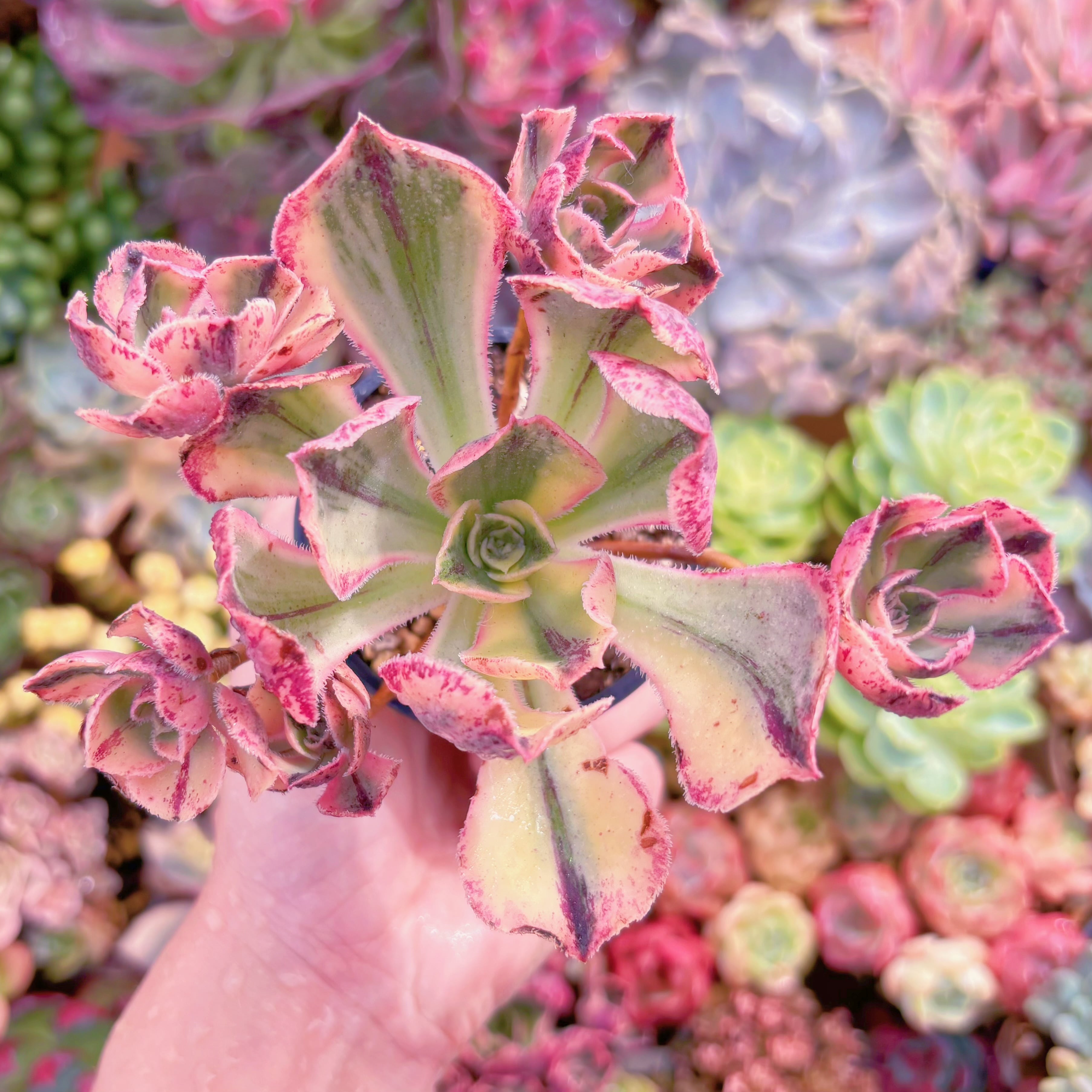 現品　ロスコープ錦#F205　群生　るる農園